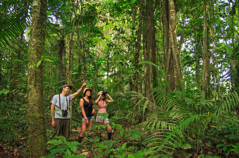 Jungle Walk